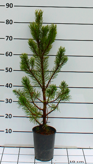 PCOV pinus uncinata t15A