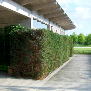 Taxus baccata - tasso, conifera sempreverde