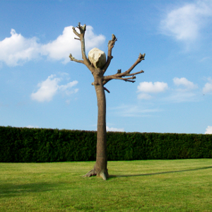Taxus baccata - tasso, conifera sempreverde