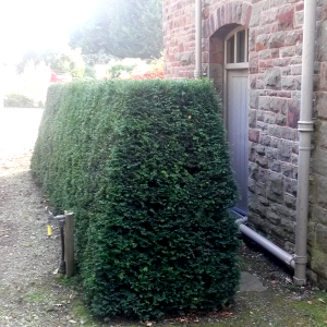Taxus baccata - tasso, conifera sempreverde