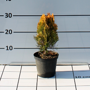 PCOV thuja elegans aurea t15