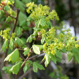 Acer campestre - acero campestre, oppio, forestale autoctona
