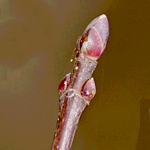 acer platanoides pianta forestale autoctona