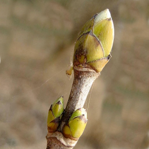 acer platanoides pianta forestale autoctona