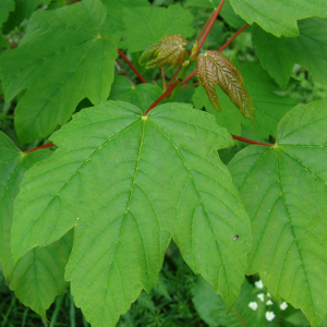 Acer pseudoplatanus - acero di monte, forestale autoctona