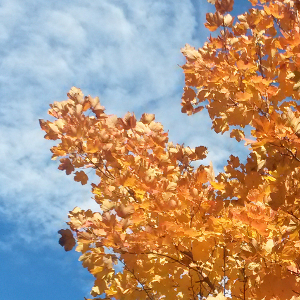 Acer pseudoplatanus - acero di monte, forestale autoctona