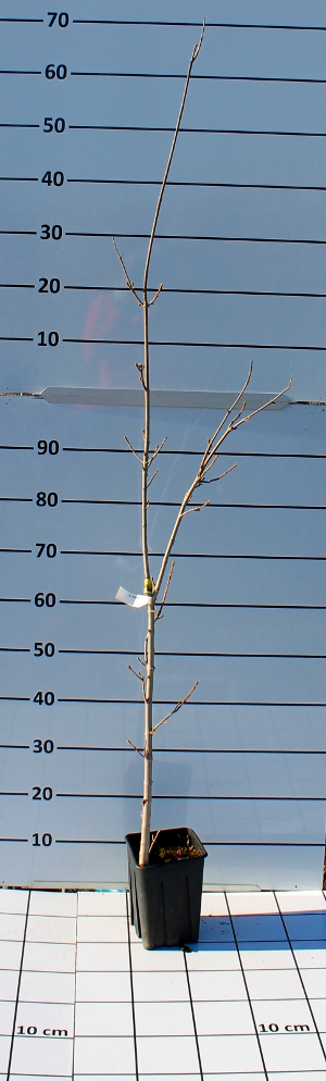 PFOV acer pseudoplatanus q1318