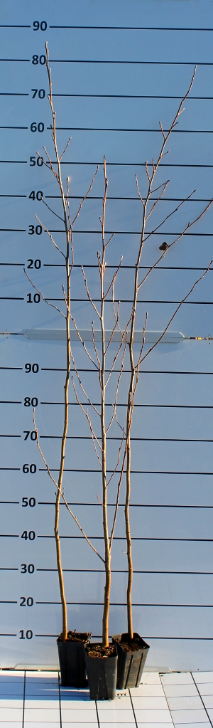PFOV alnus glutinosa q913