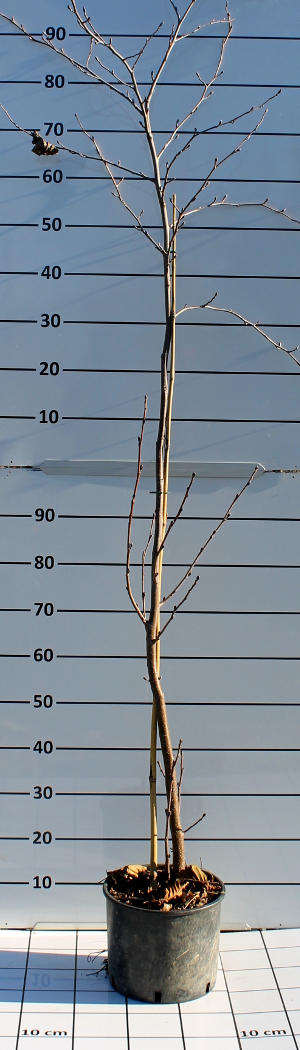 PFOV alnus glutinosa t24