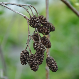 alnus glutinosa 01