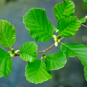 alnus glutinosa 02