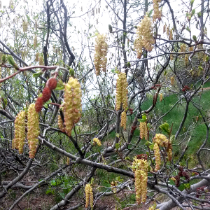 alnus viridis 01