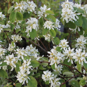 Amelanchier ovalis - pero corvino, forestale autoctona