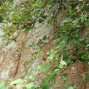 Amelanchier ovalis - pero corvino, forestale autoctona