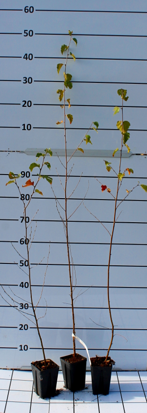 PFOV betula alba q913