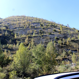 betula alba pianta forestale autoctona colonizzatrice