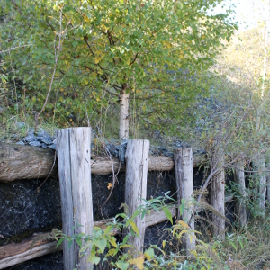 betula alba pianta forestale autoctona colonizzatrice