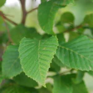 Il Carpinus betulus, o carpino bianco, è una essenza forestale autoctona