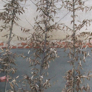 Carpinus betulus - carpino bianco, forestale autoctona