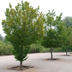 Carpinus betulus - carpino bianco, forestale autoctona