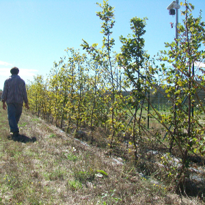 Carpinus betulus - carpino bianco, forestale autoctona