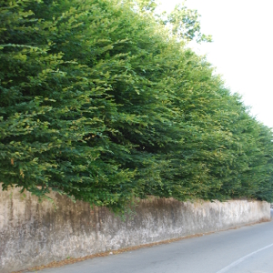 Carpinus betulus - carpino bianco, forestale autoctona