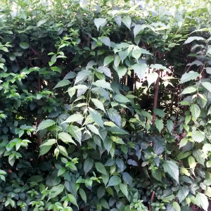 celtis australis pianta forestale autoctona