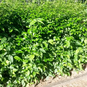 celtis australis pianta forestale autoctona