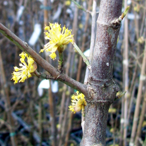 cornus mas arbusto autoctono