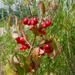 cornus mas arbusto autoctono