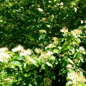 cornus sanguinea 01