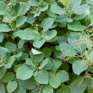 cotinus coggygria 01