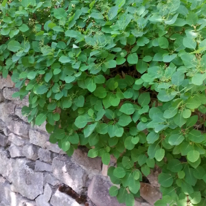 cotinus coggygria 02