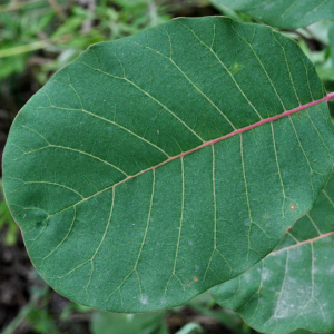 cotinus coggygria 03