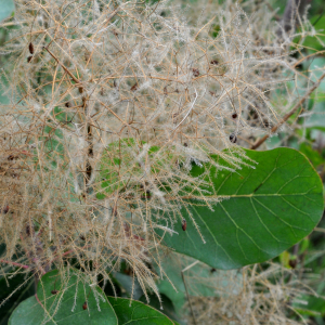 cotinus coggygria 04