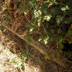 Crataegus monogyna - biancospino, forestale autoctona
