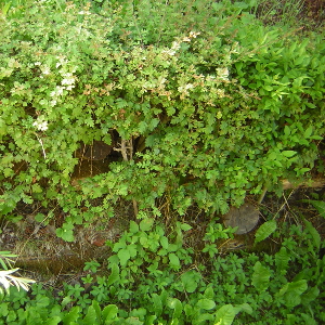 Crataegus monogyna - biancospino, forestale autoctona