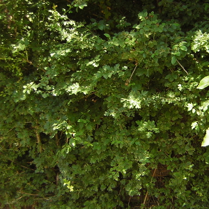 Crataegus monogyna - biancospino, forestale autoctona