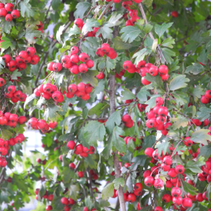 Crataegus monogyna - biancospino, forestale autoctona