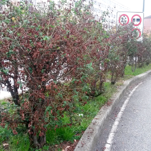 Crataegus monogyna - biancospino, forestale autoctona