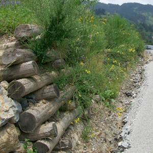cytisus scoparius arbusto forestale autoctono
