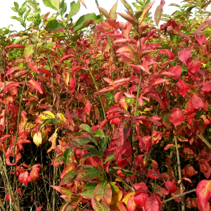 euonymus europaeus pianta arbustiva forestale autoctona da siepe