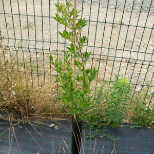 euonymus europaeus pianta arbustiva da siepe autoctona