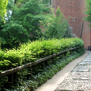 Fagus sylvatica - faggio verde, forestale autoctona