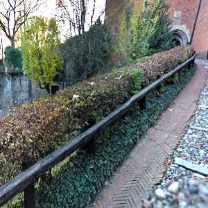 Fagus sylvatica - faggio verde, forestale autoctona