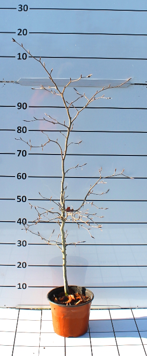 PFOV fagus sylvatica t13
