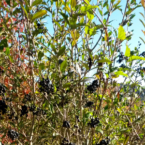 Ligustrum vulgare - ligustro, forestale autoctona
