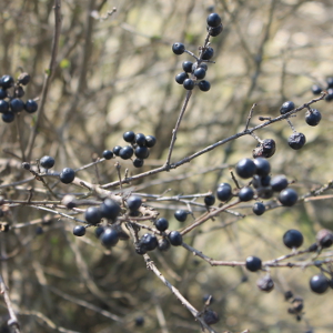 Ligustrum vulgare - ligustro, forestale autoctona