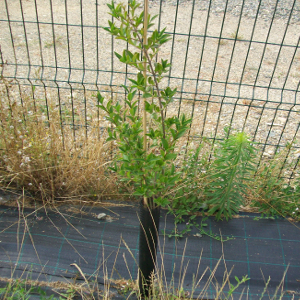 Ligustrum vulgare - ligustro, forestale autoctona