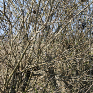 Ligustrum vulgare - ligustro, forestale autoctona